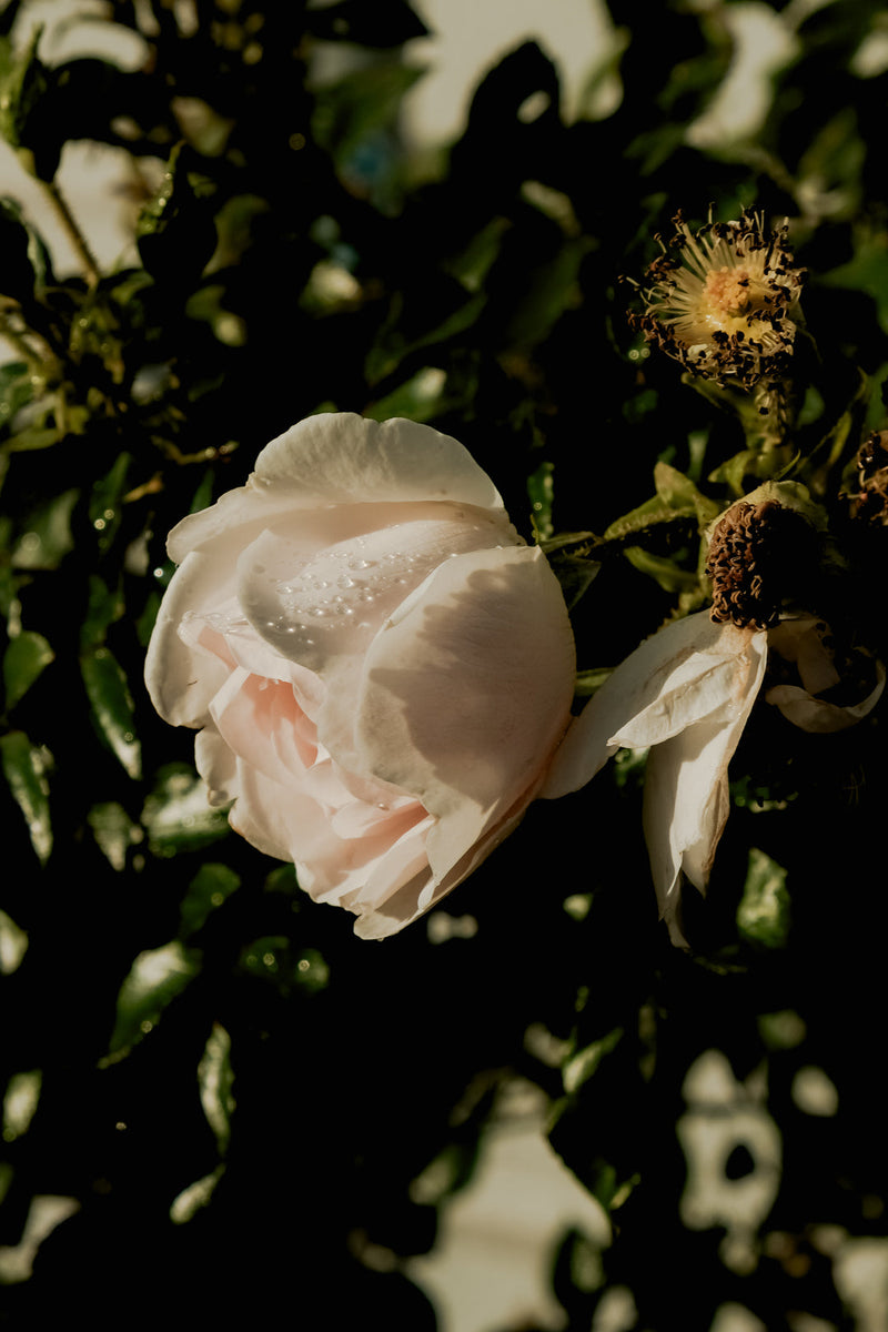 影がつくる光 – The PERFUME OIL FACTORY